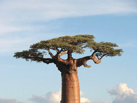 „Baobab” aneb Adenium Obesum