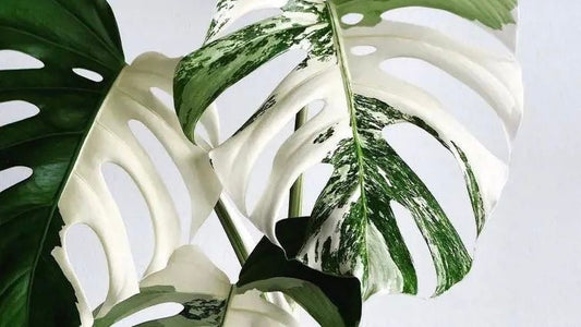 Monstera albo variegata Vs Thai constellation