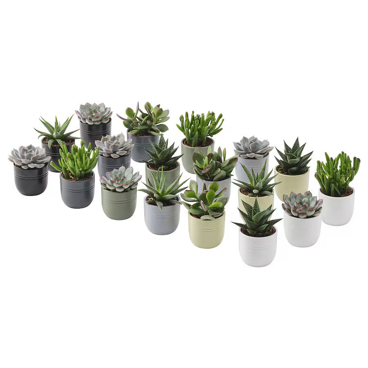 MINI plants
