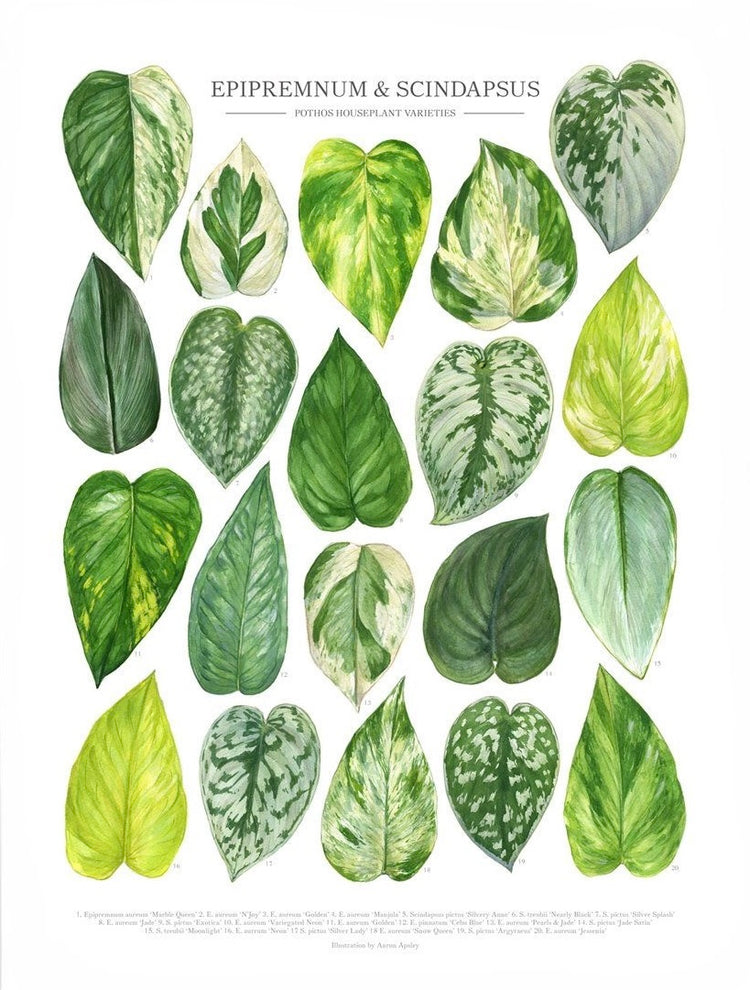 Epipremnum