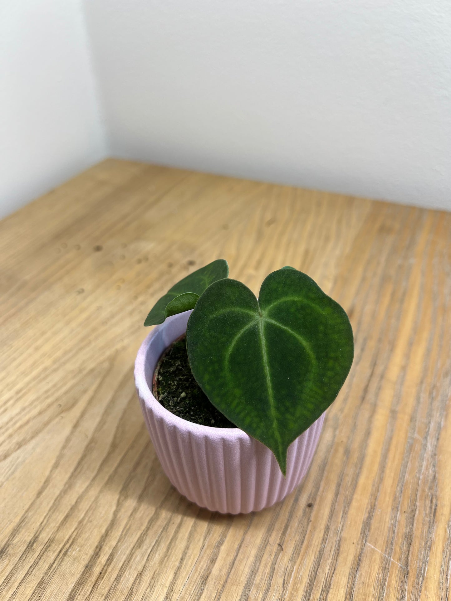 Anthurium clarinervium