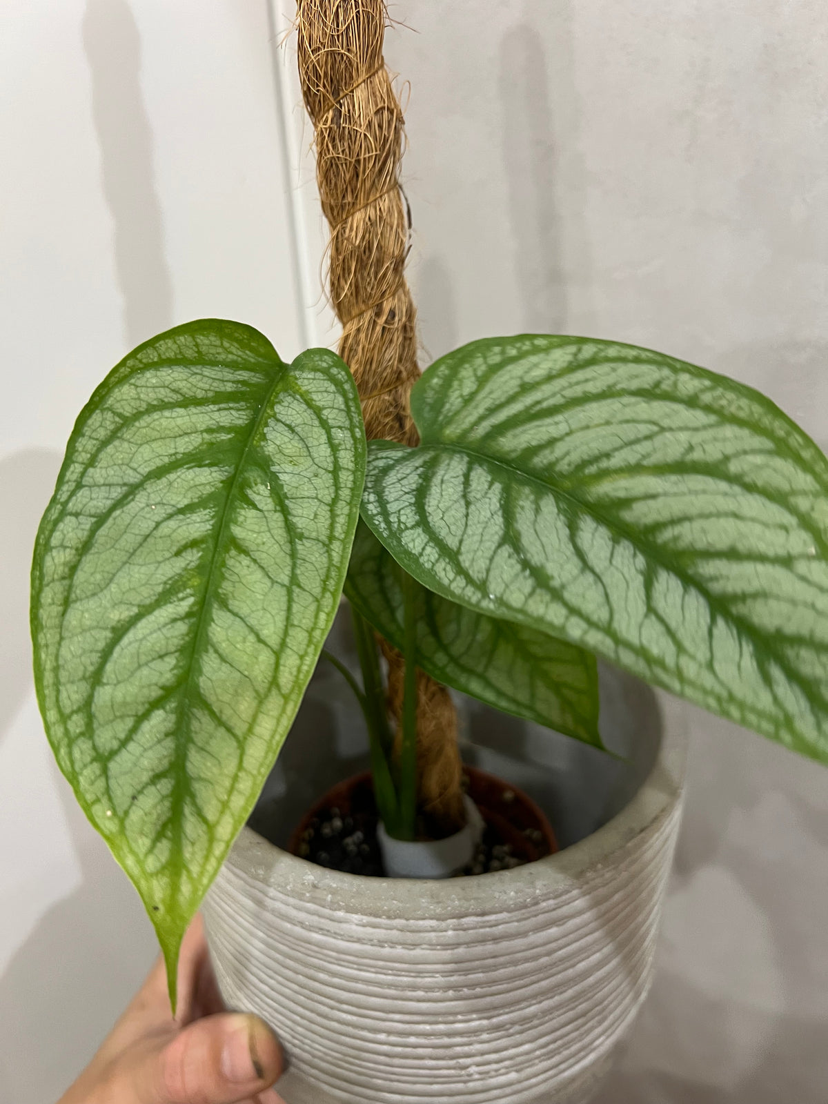Monstera siltapecana el salvador