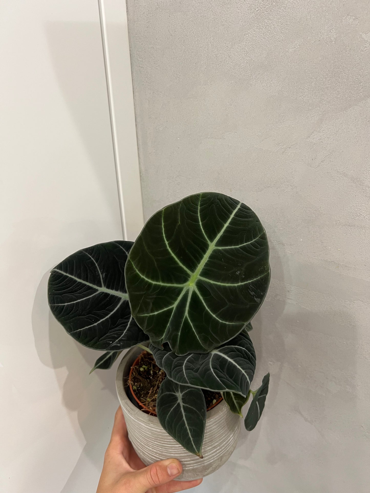 Alocasia black velvet