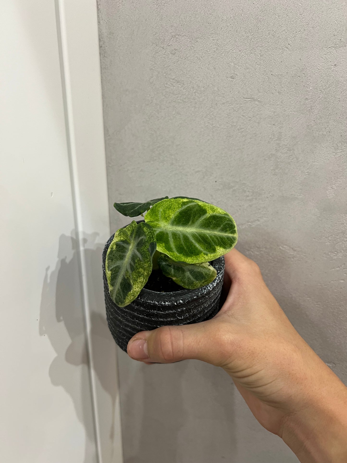 Alocasia ninja variegated
