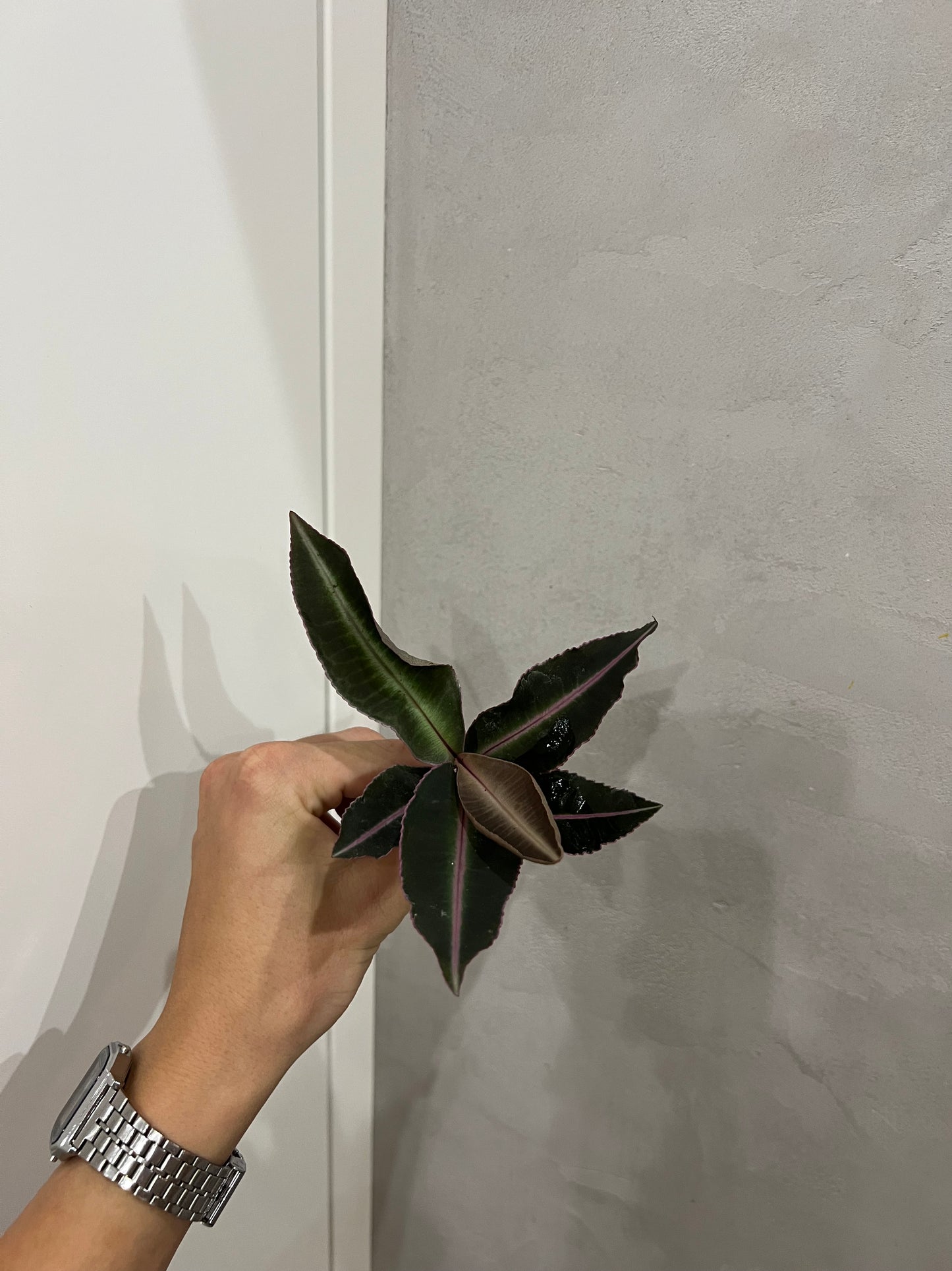 Labisia pumila