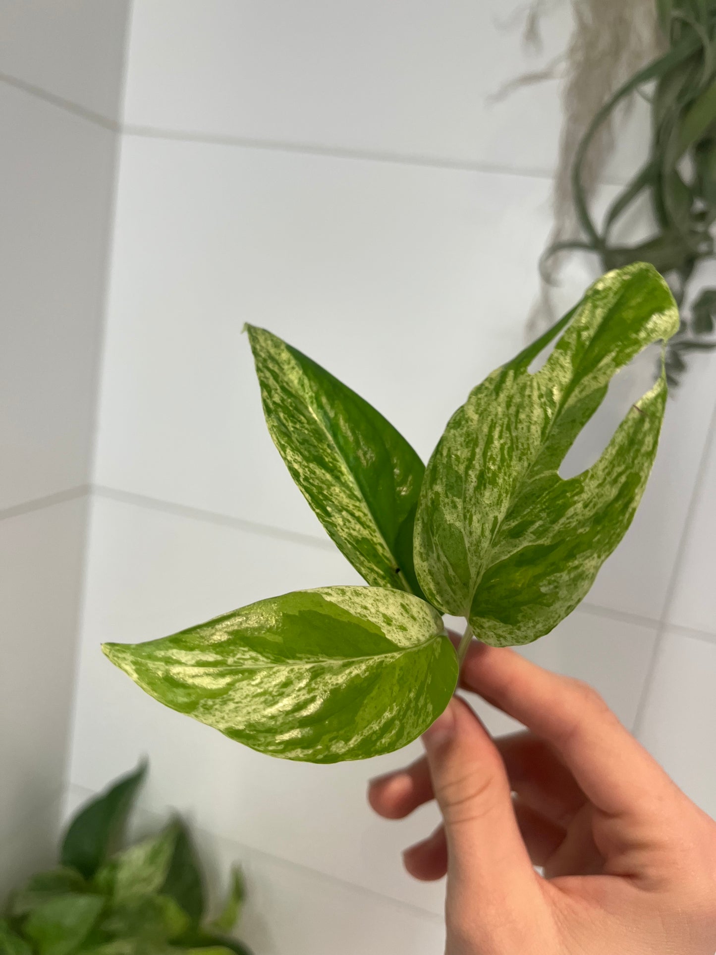 Epipremnum pinnatum marble var