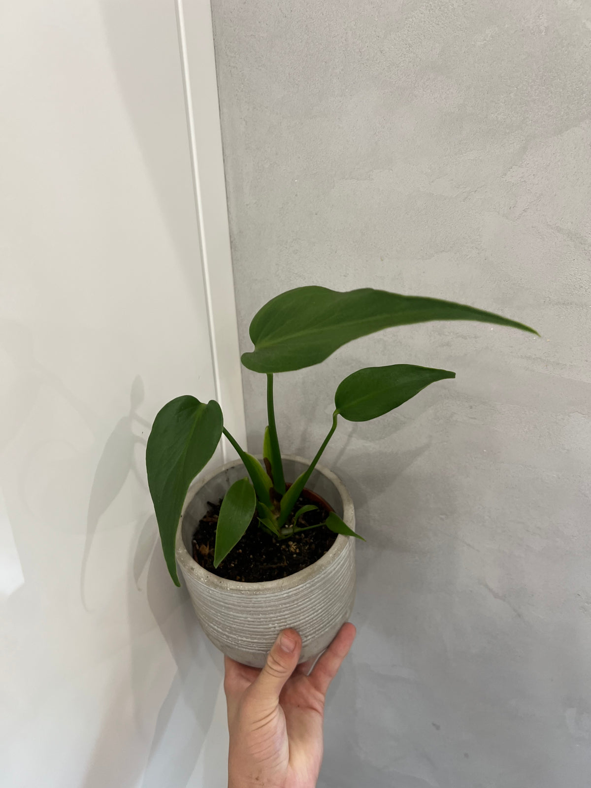 Monstera burle marx flame