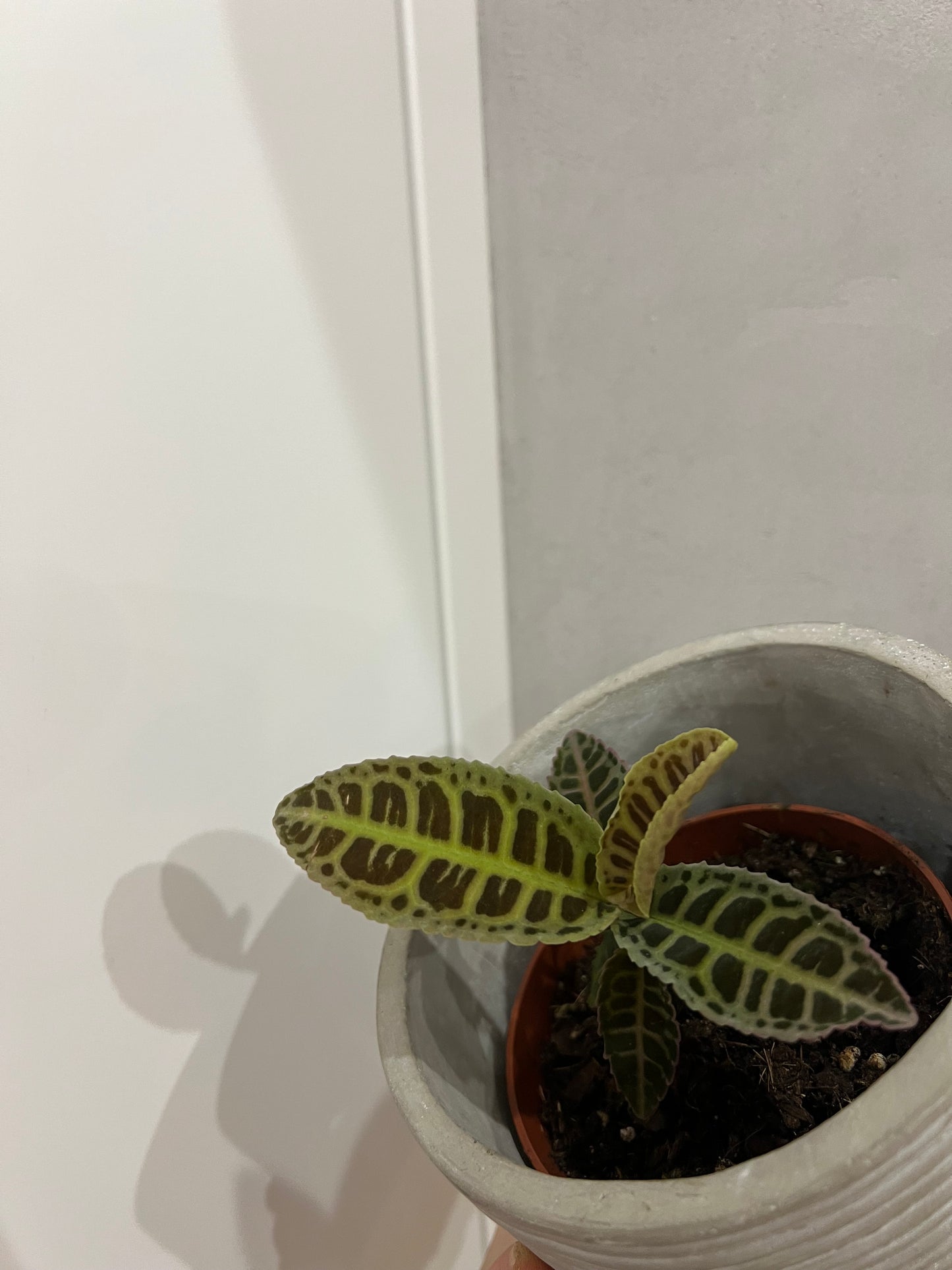 Labisia Gigantifolia