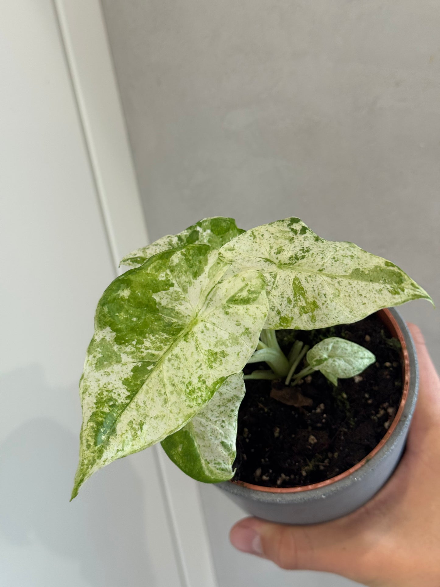 Alocasia macrorrhiza splash