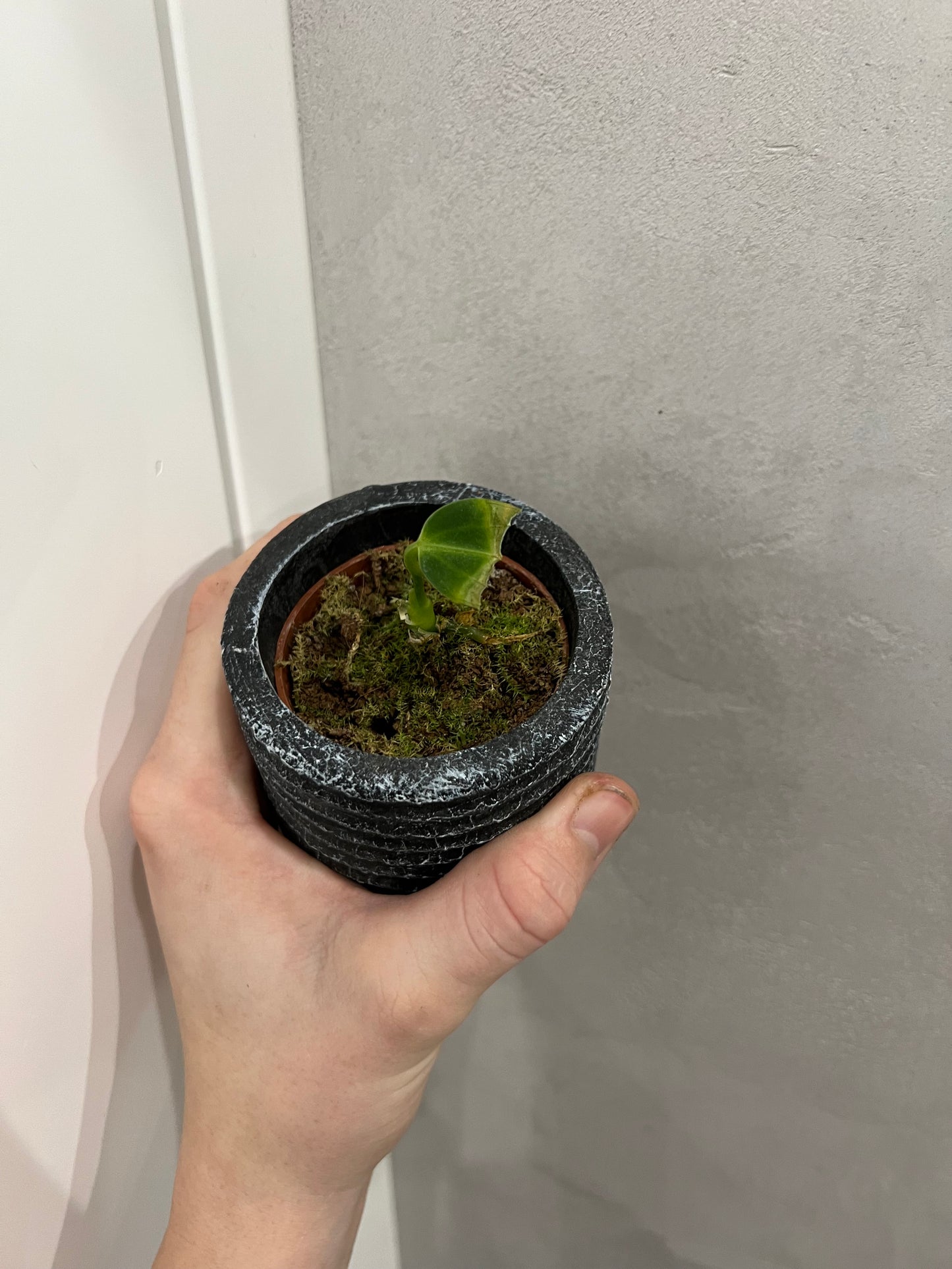 anthurium warocqueanum