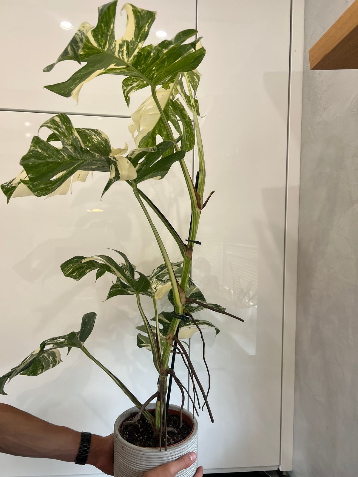 Monstera albo variegated