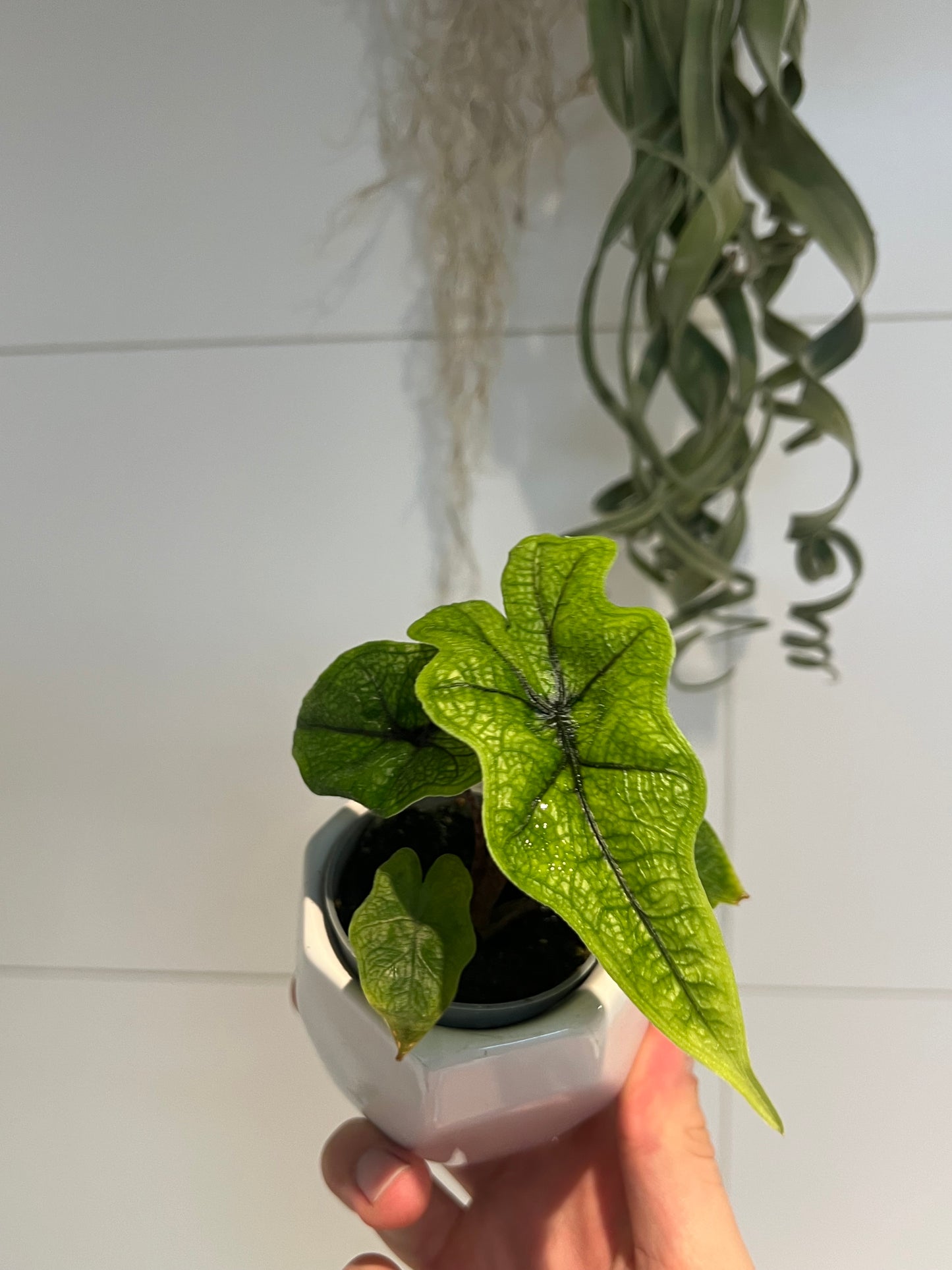 ALOCASIA JACKLYN