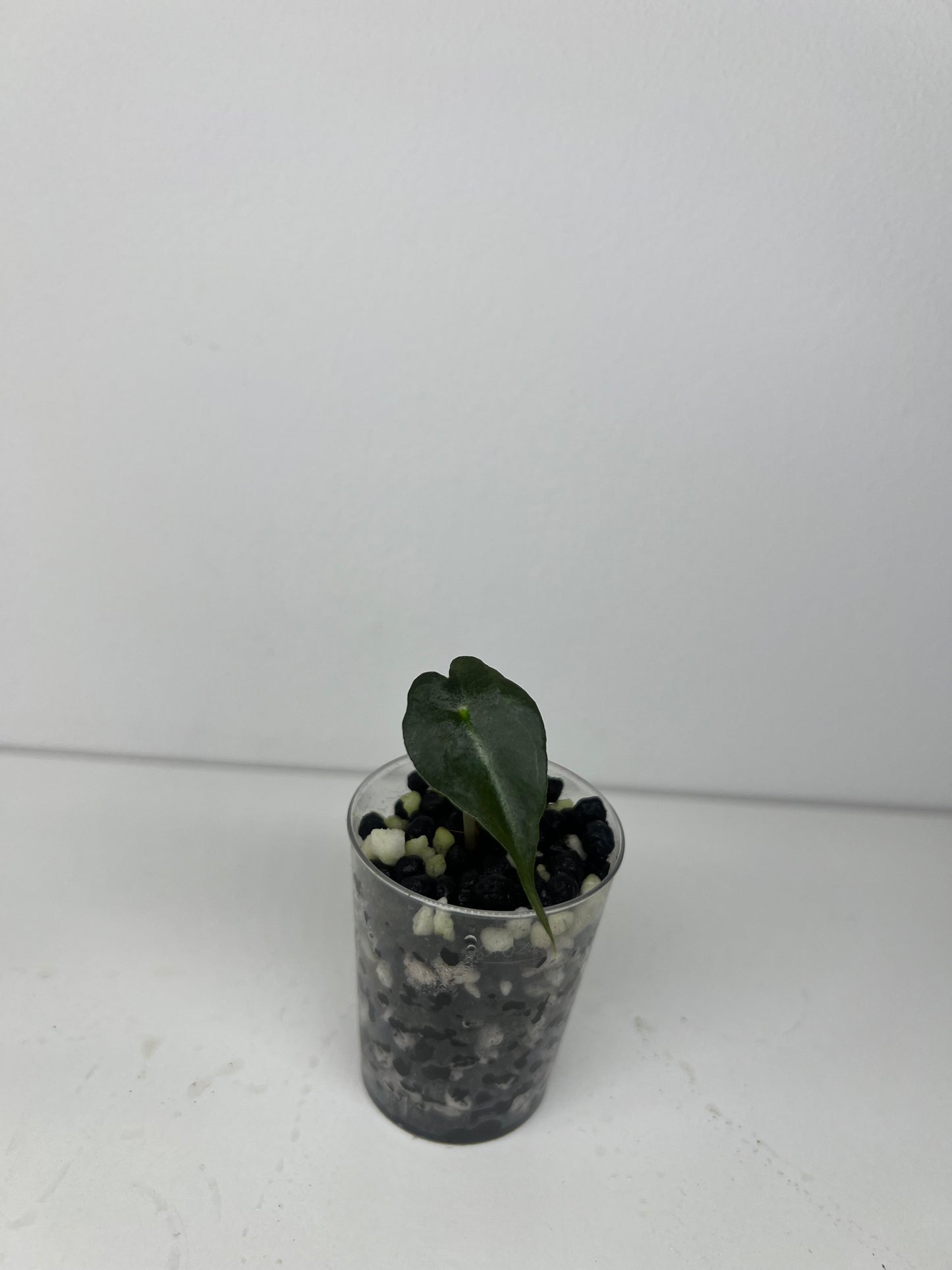 Alocasia venom