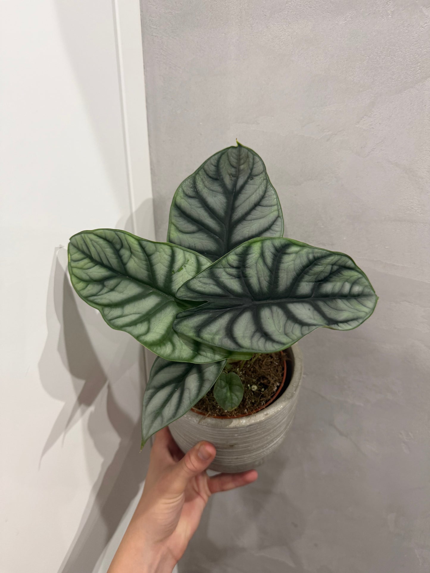 Alocasia Silver Dragon