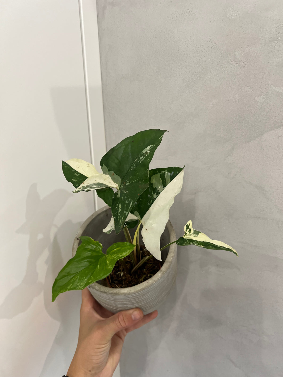 Syngonium albo
