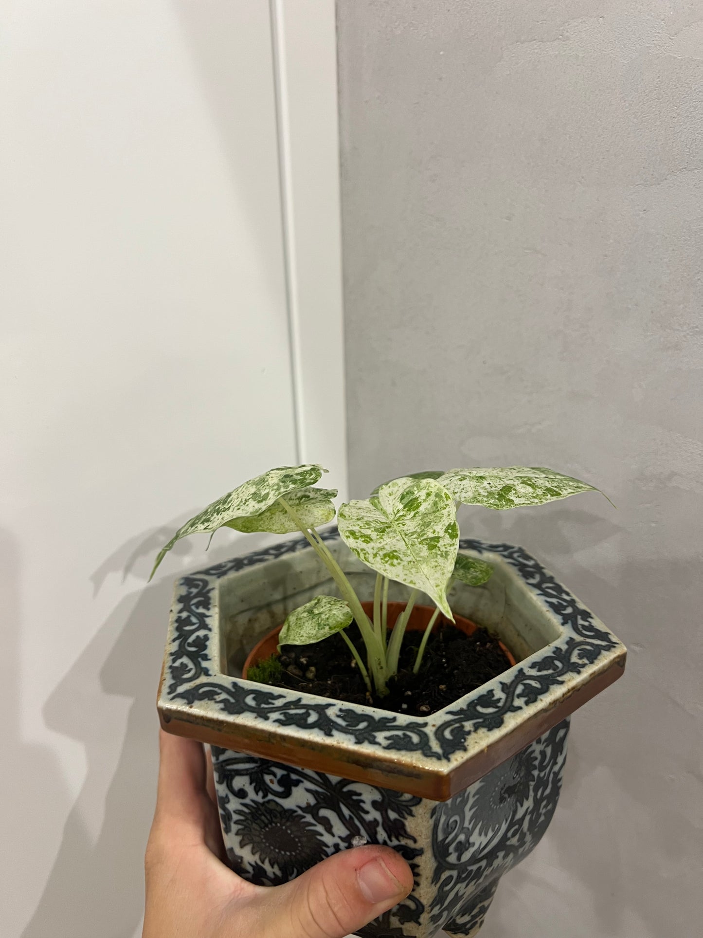 Alocasia macrorrhiza albo