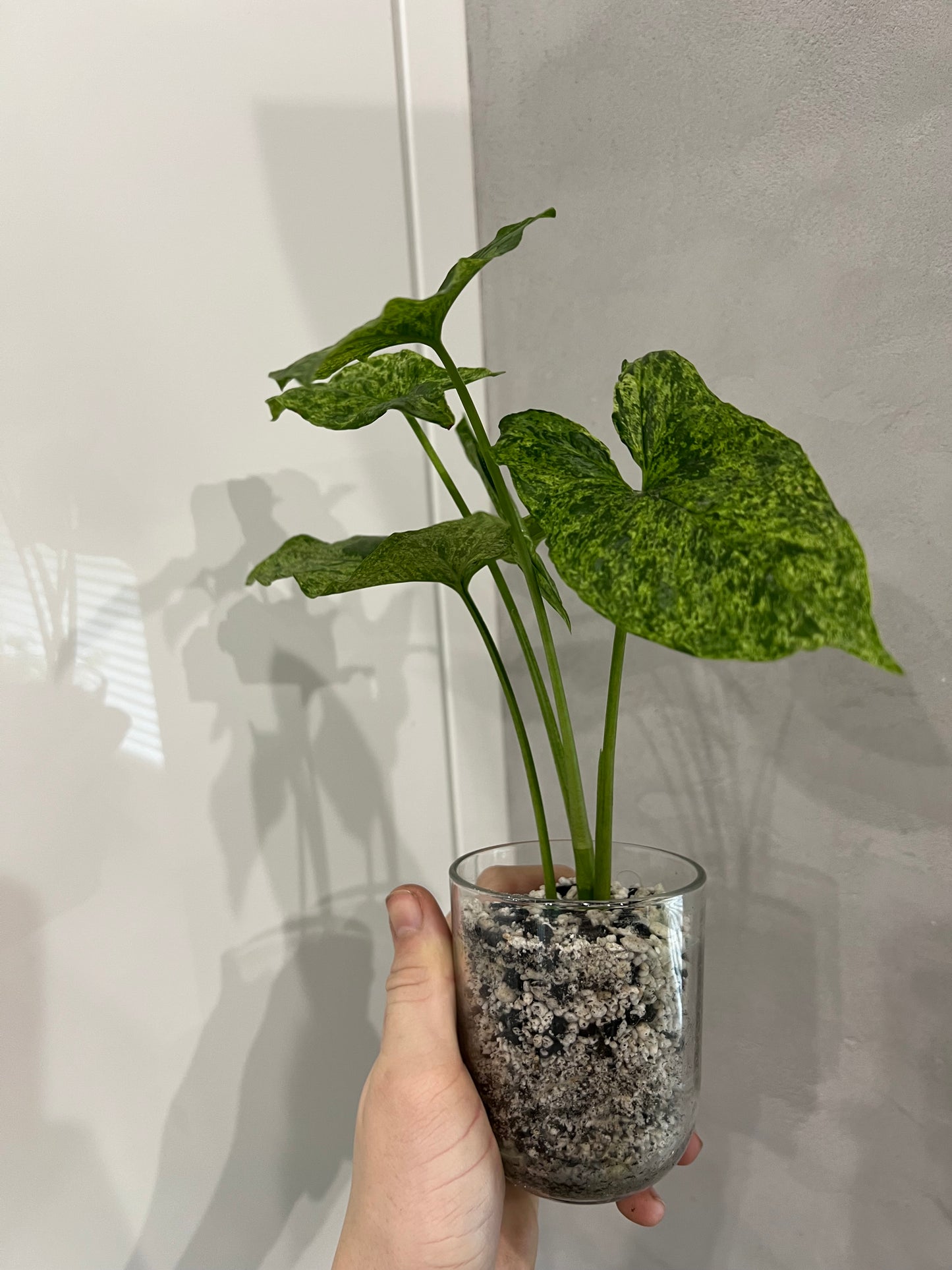 Syngonium mottled mojito