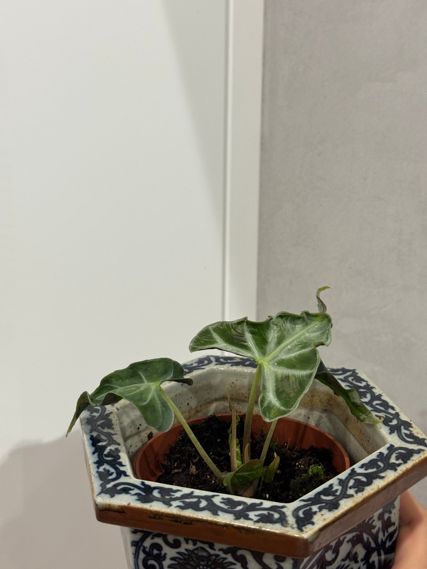 Alocasia loco