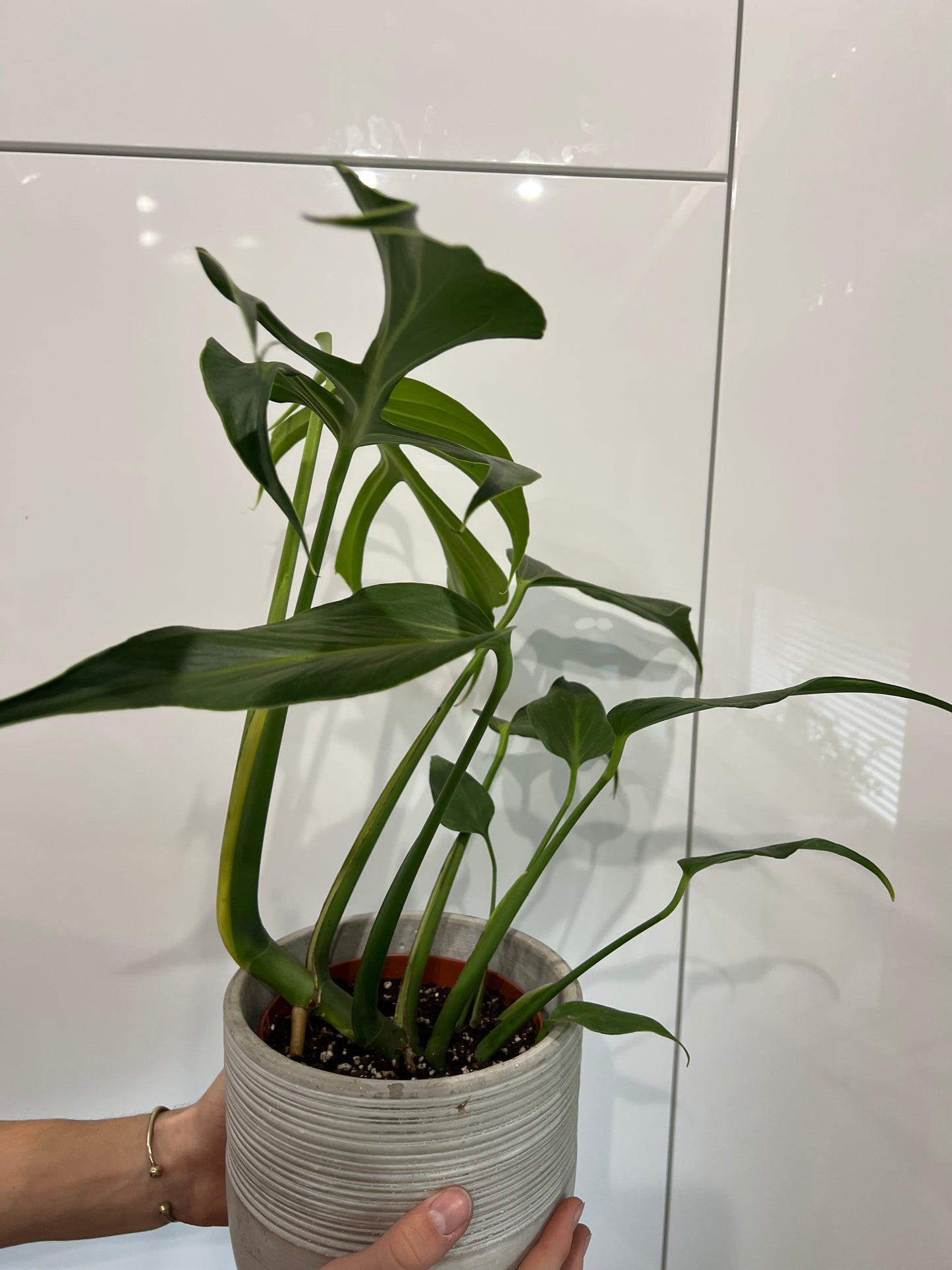 Monstera burle marx flame