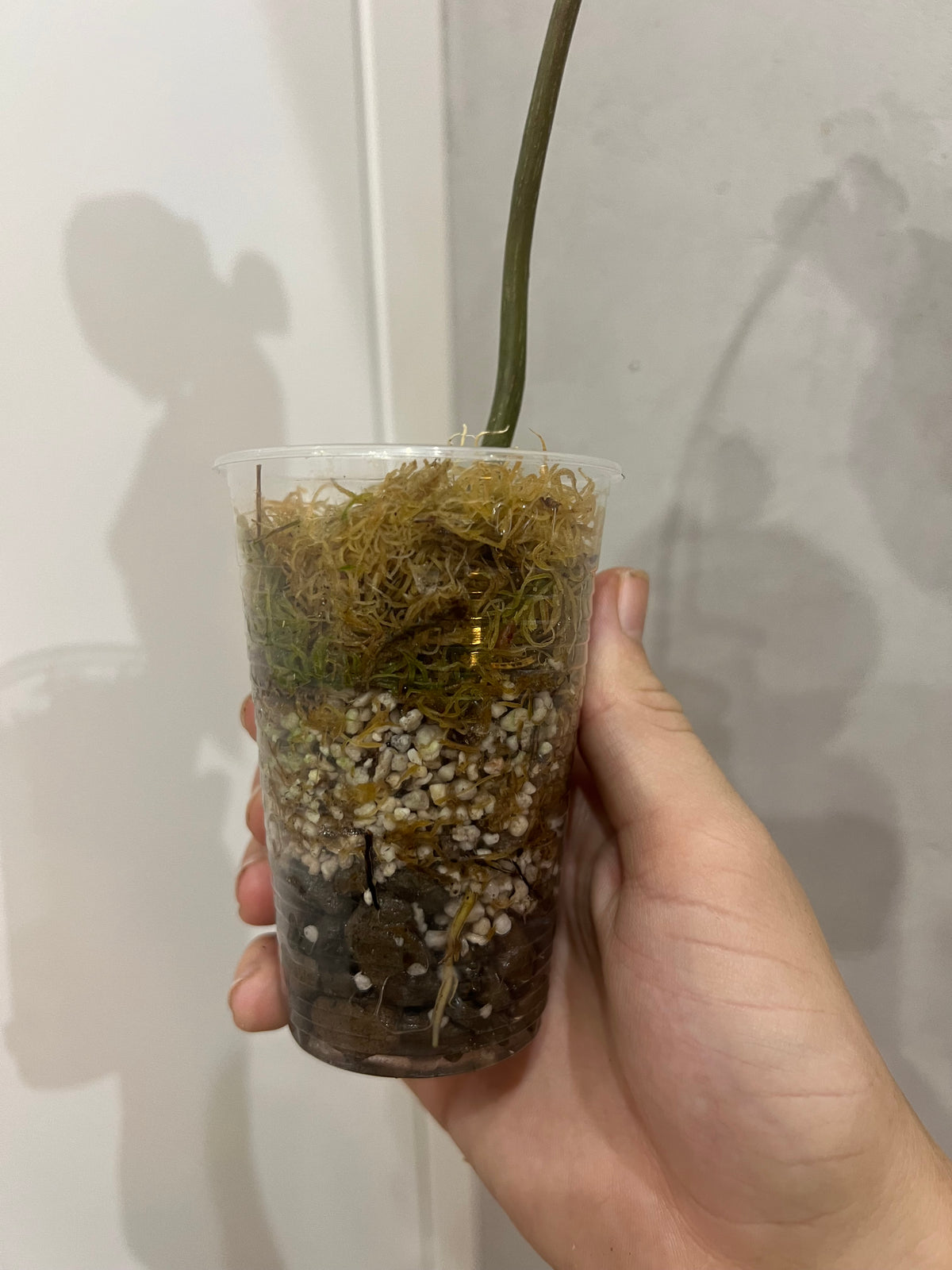 Philodendron snow leopard variegated