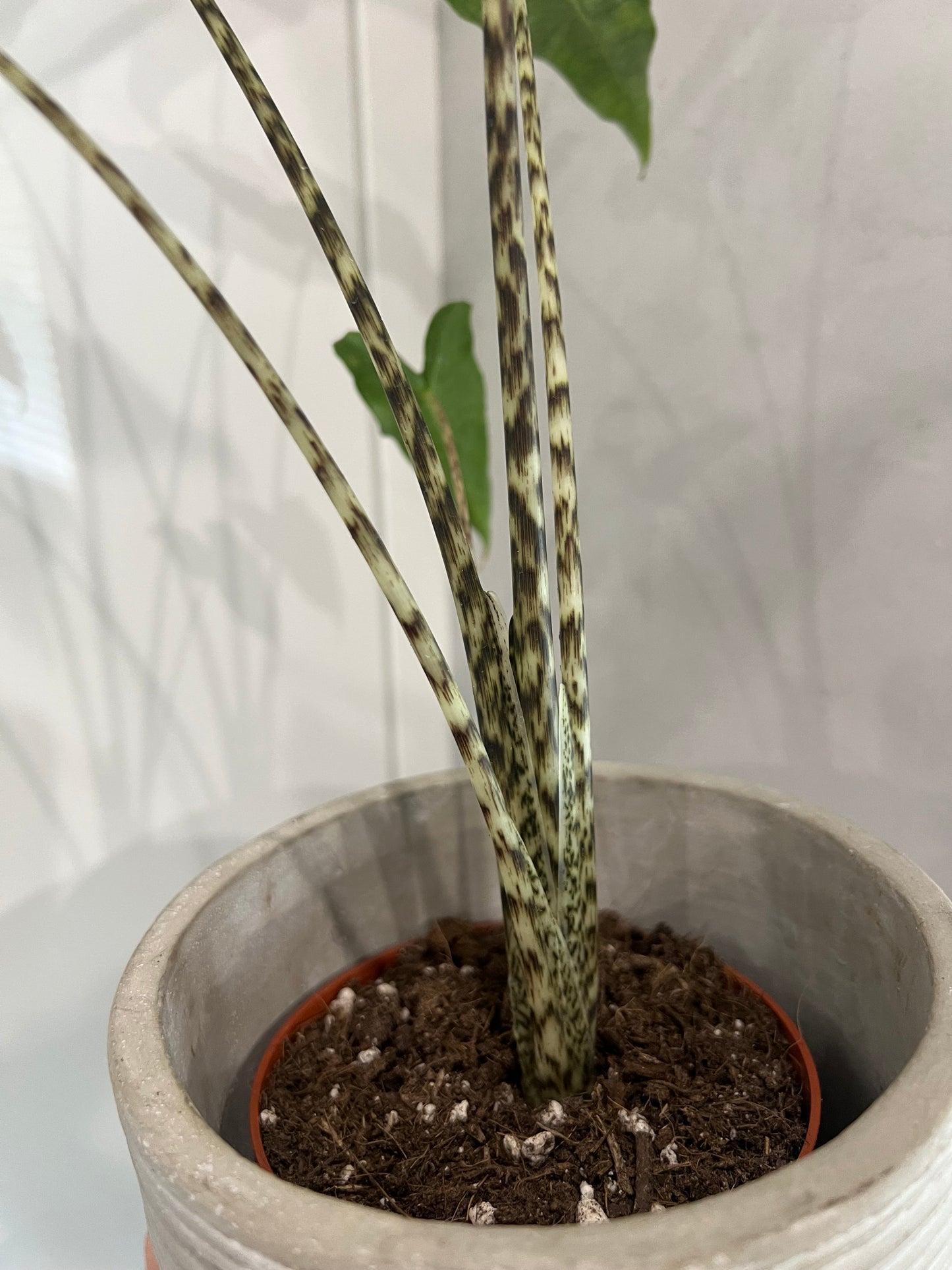 Alocasia reticulata