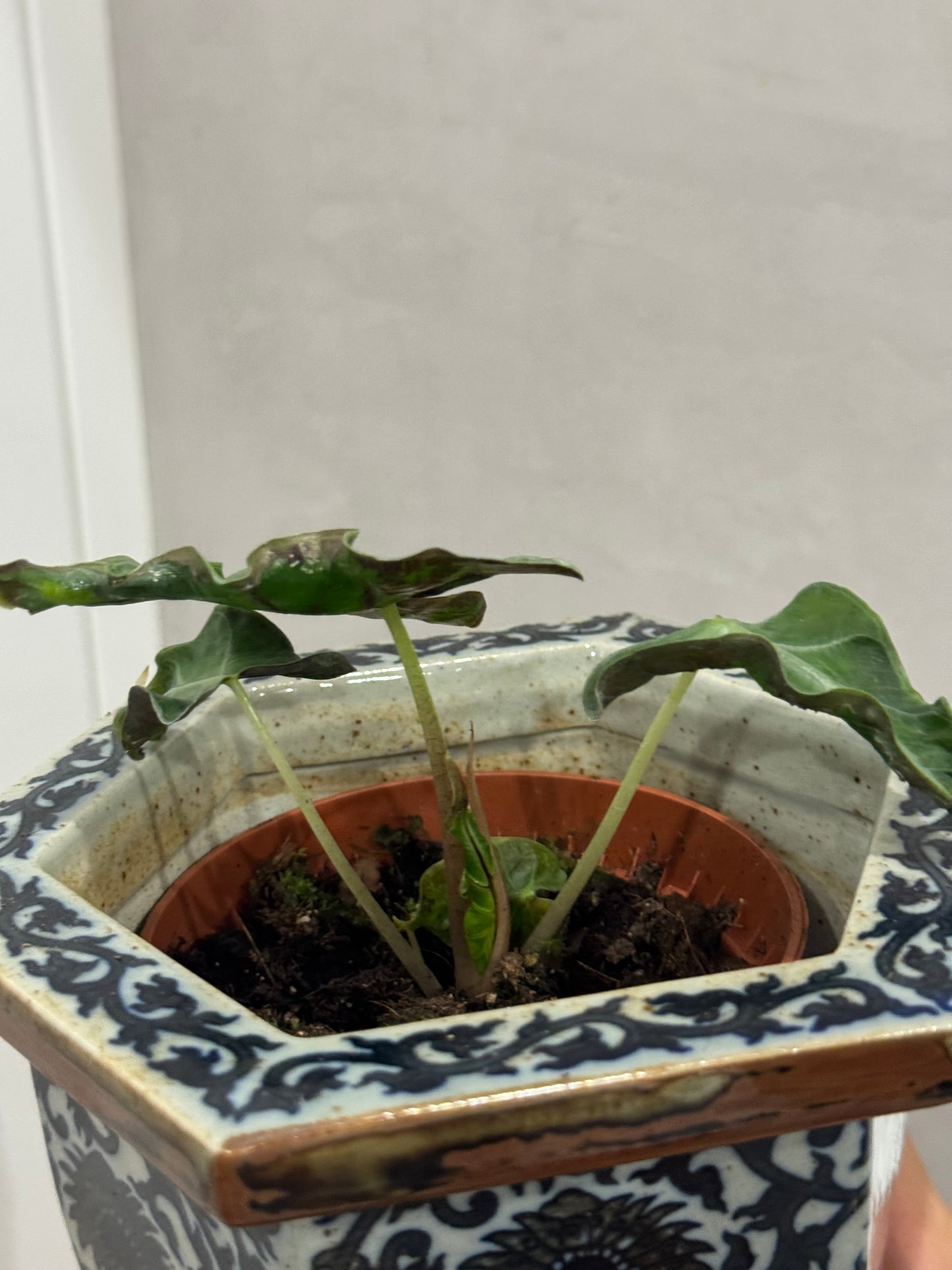 Alocasia loco