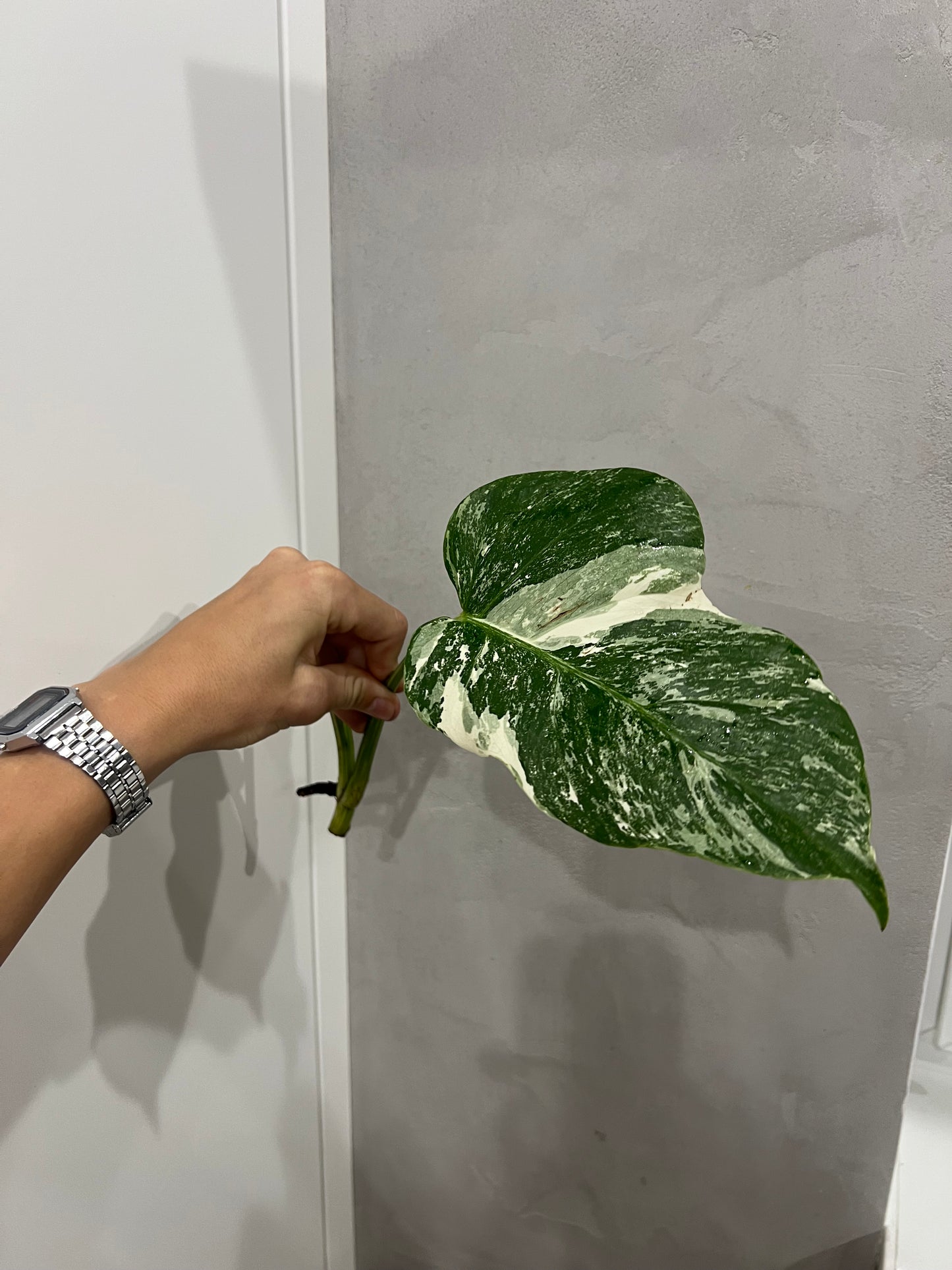 Monstera albo