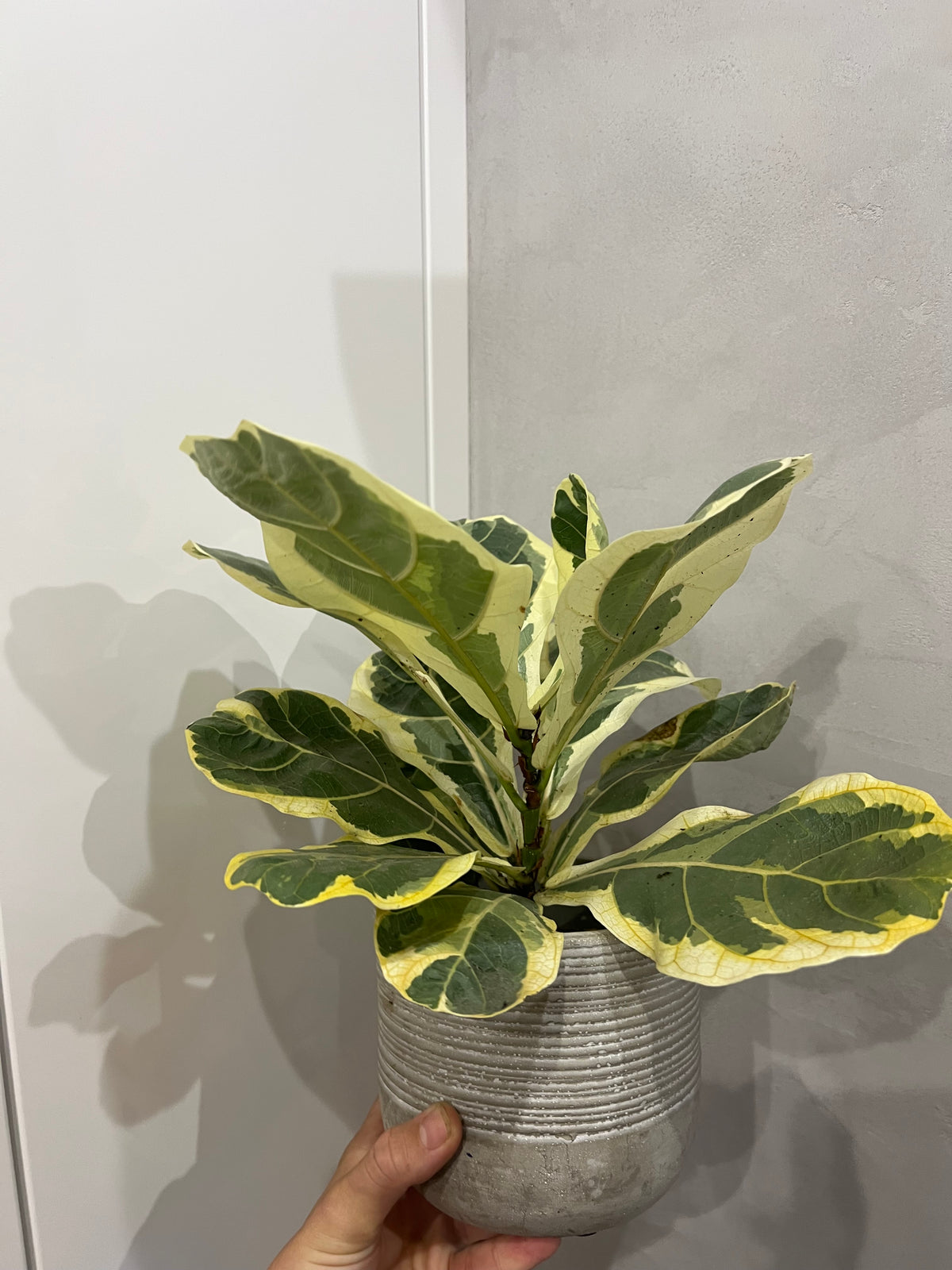 ficus lyrata variegated