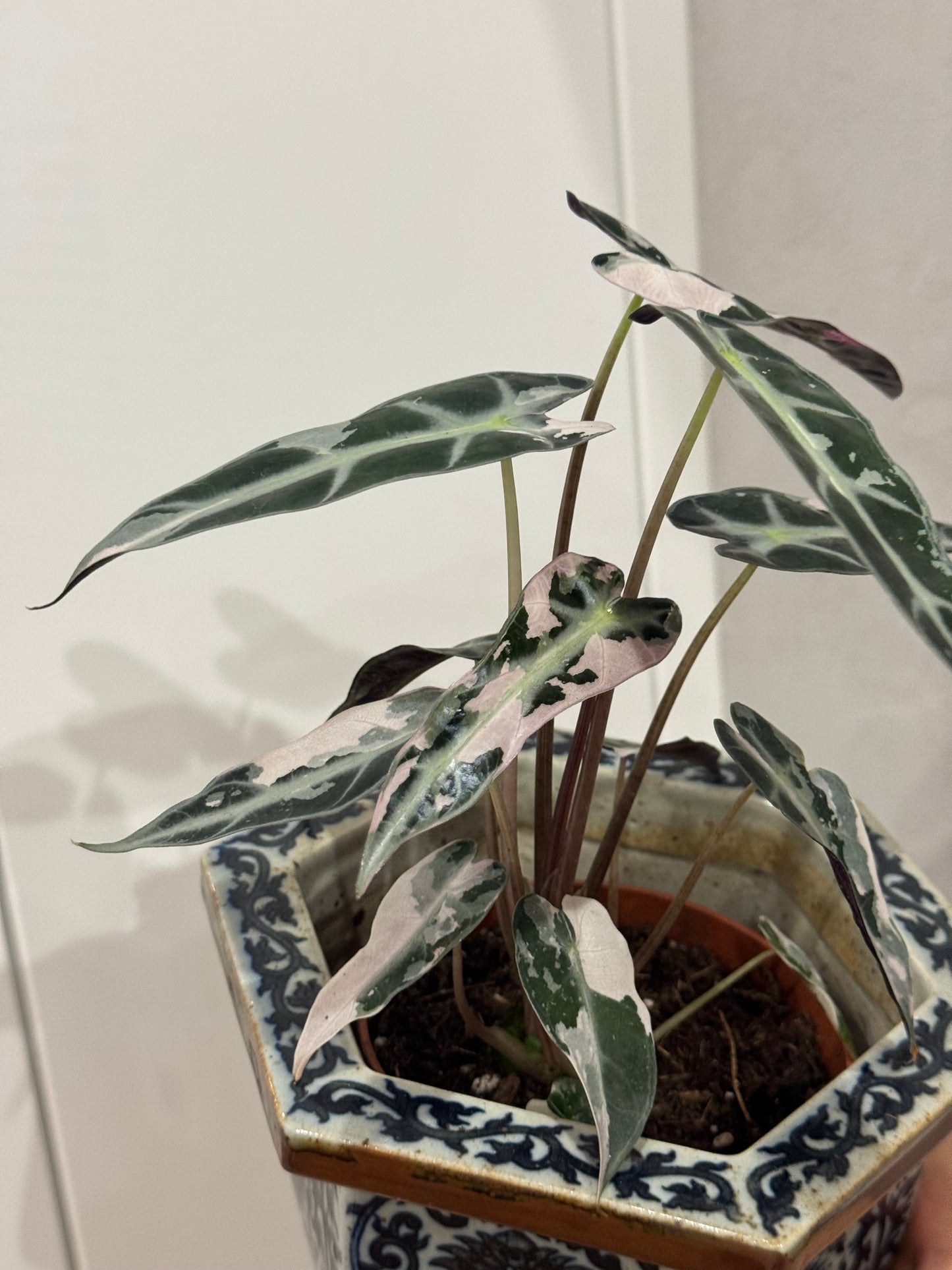 Alocasia bambino var