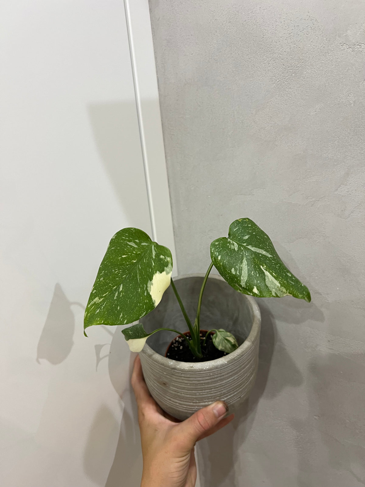 Monstera thai