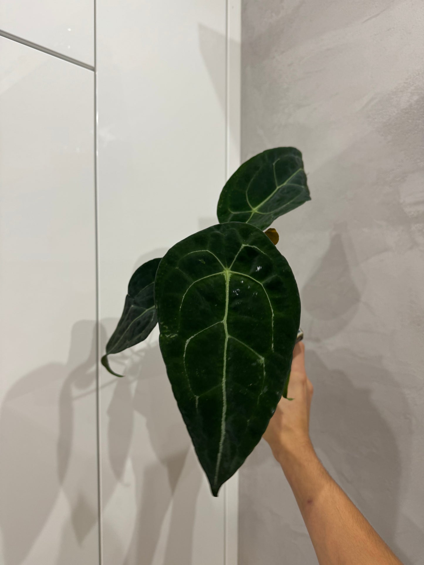 Anthurium forgetii