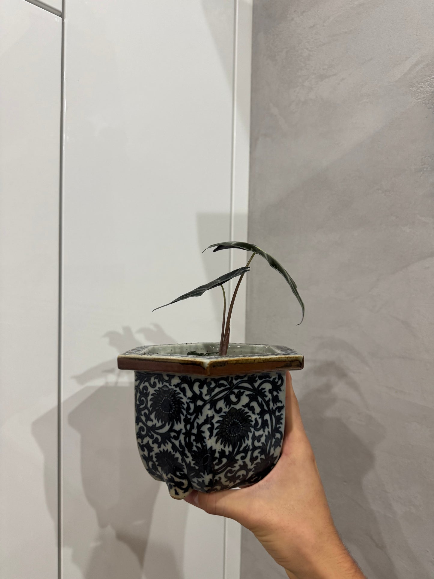 Alocasia nobilis