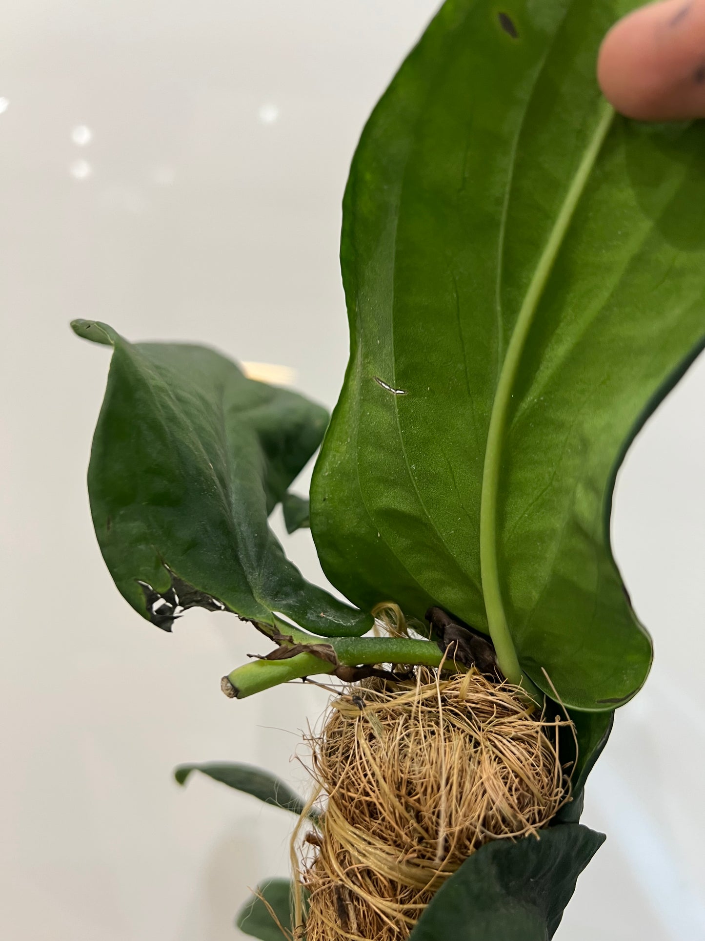 Rhaphidophora korthalsii