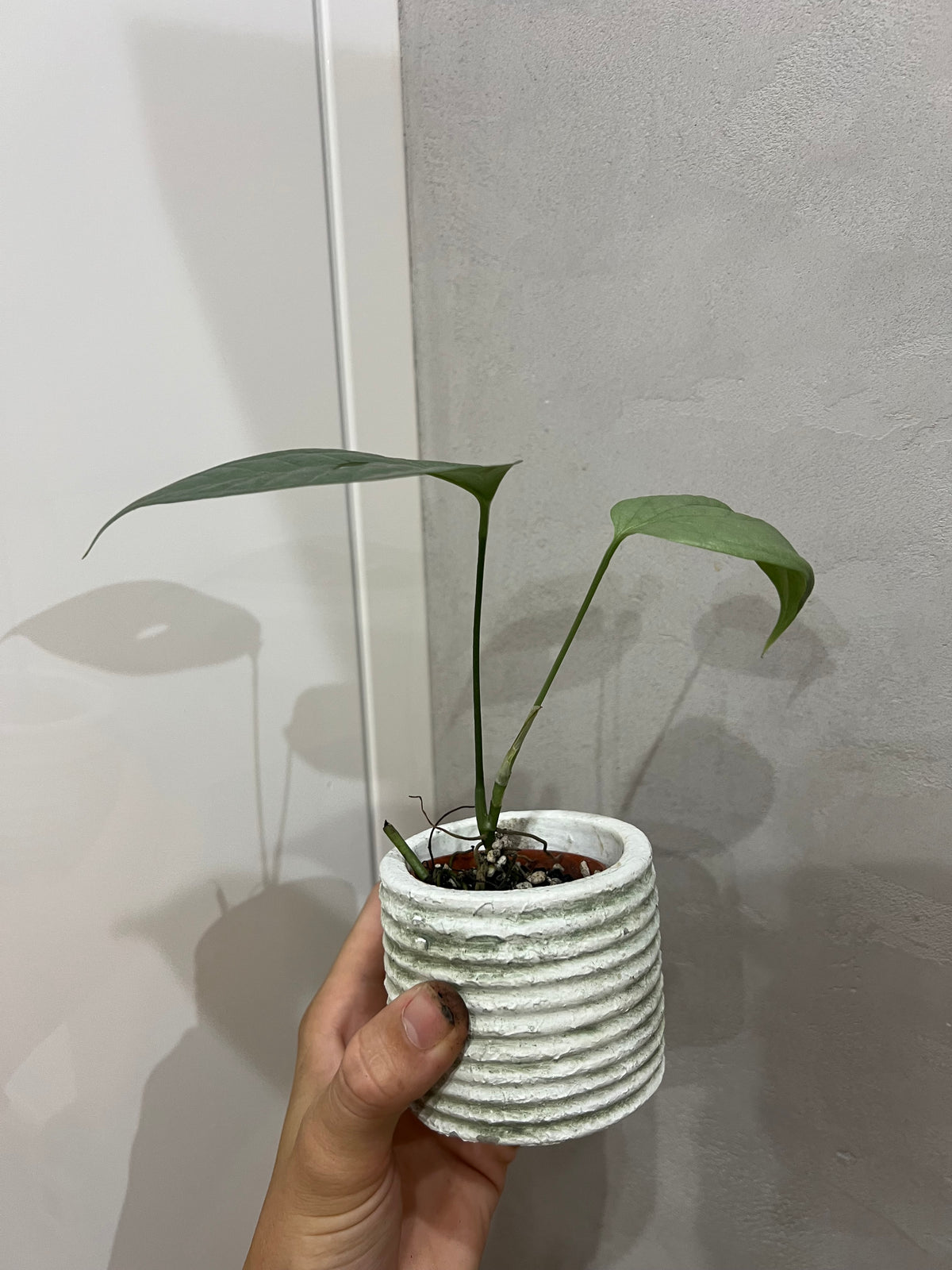Amydrium Medium Silver