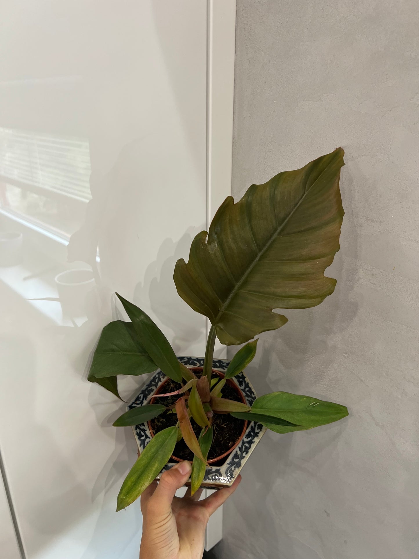 Philodendron Choco empress