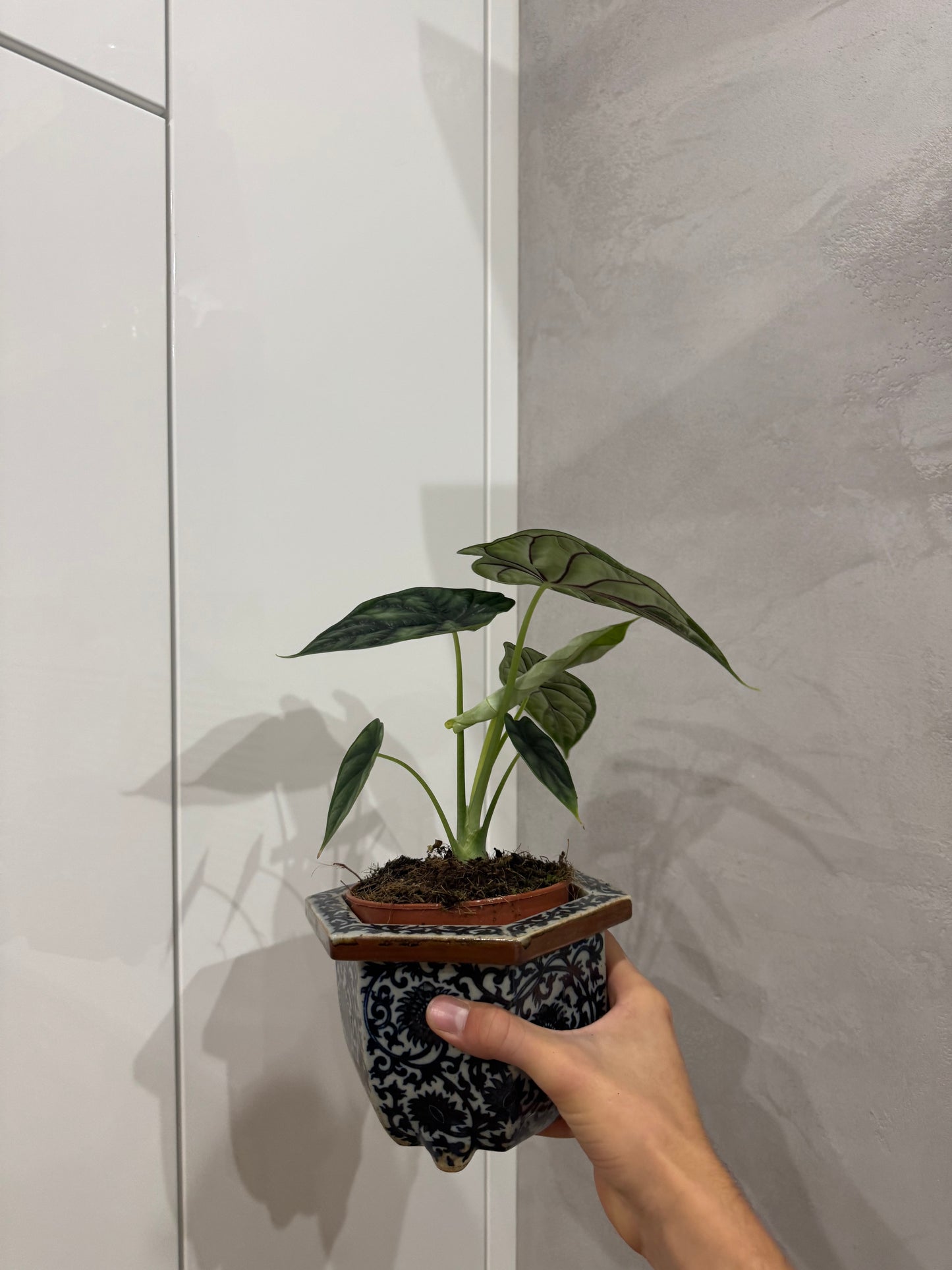 Alocasia dragon scale