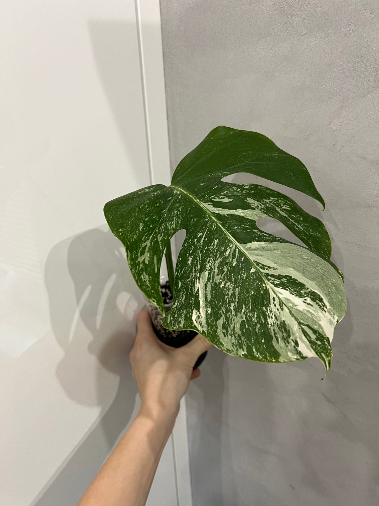 Monstera albo