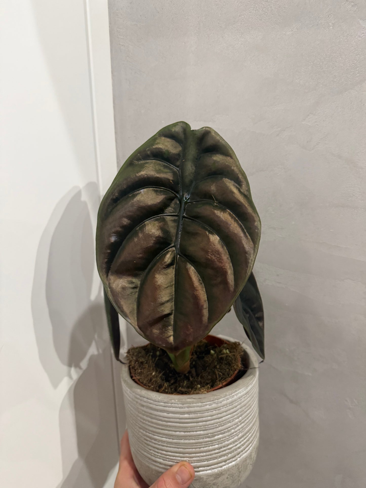 Alocasia Cuprea
