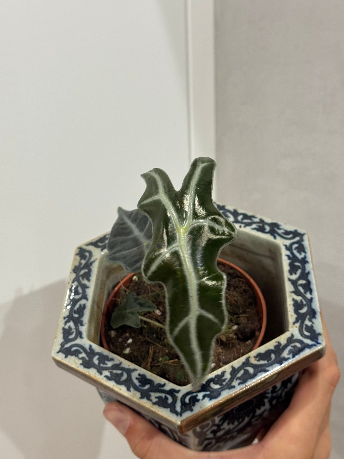 Alocasia nobilis