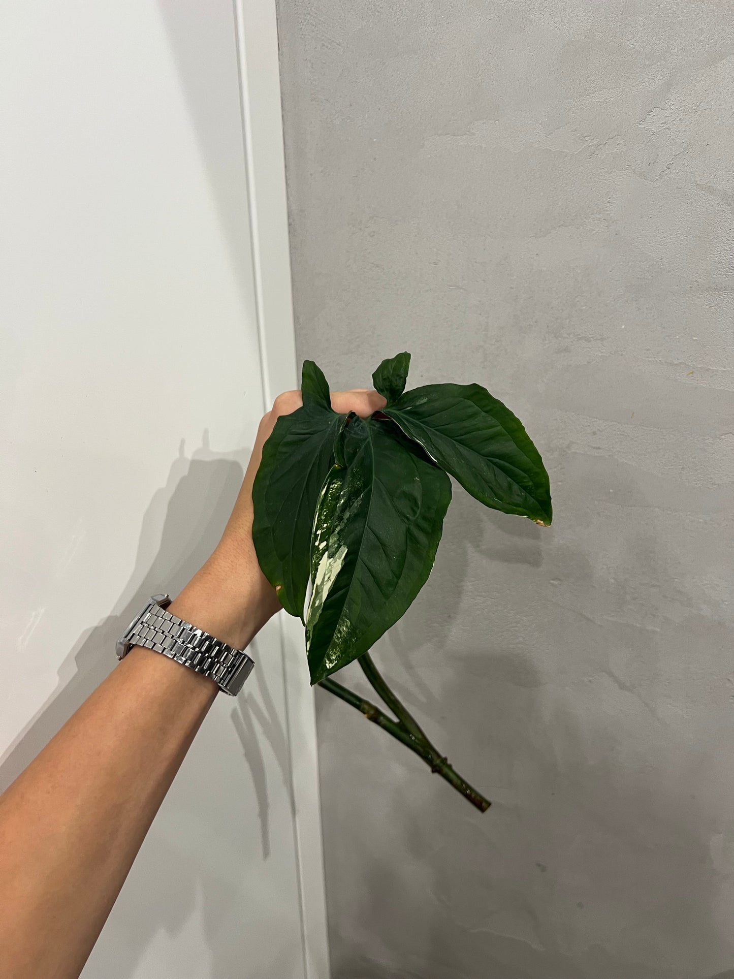 Syngonium albo