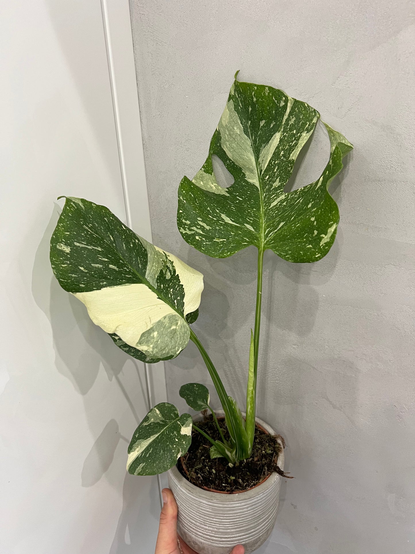 Monstera thai constellation