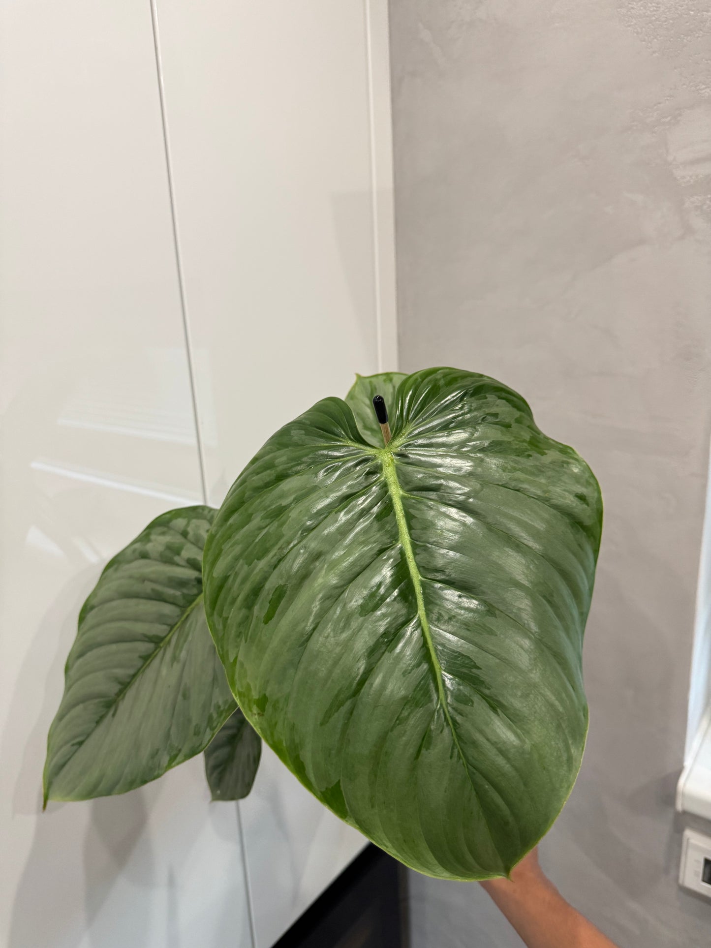 Philodendron sodiroi