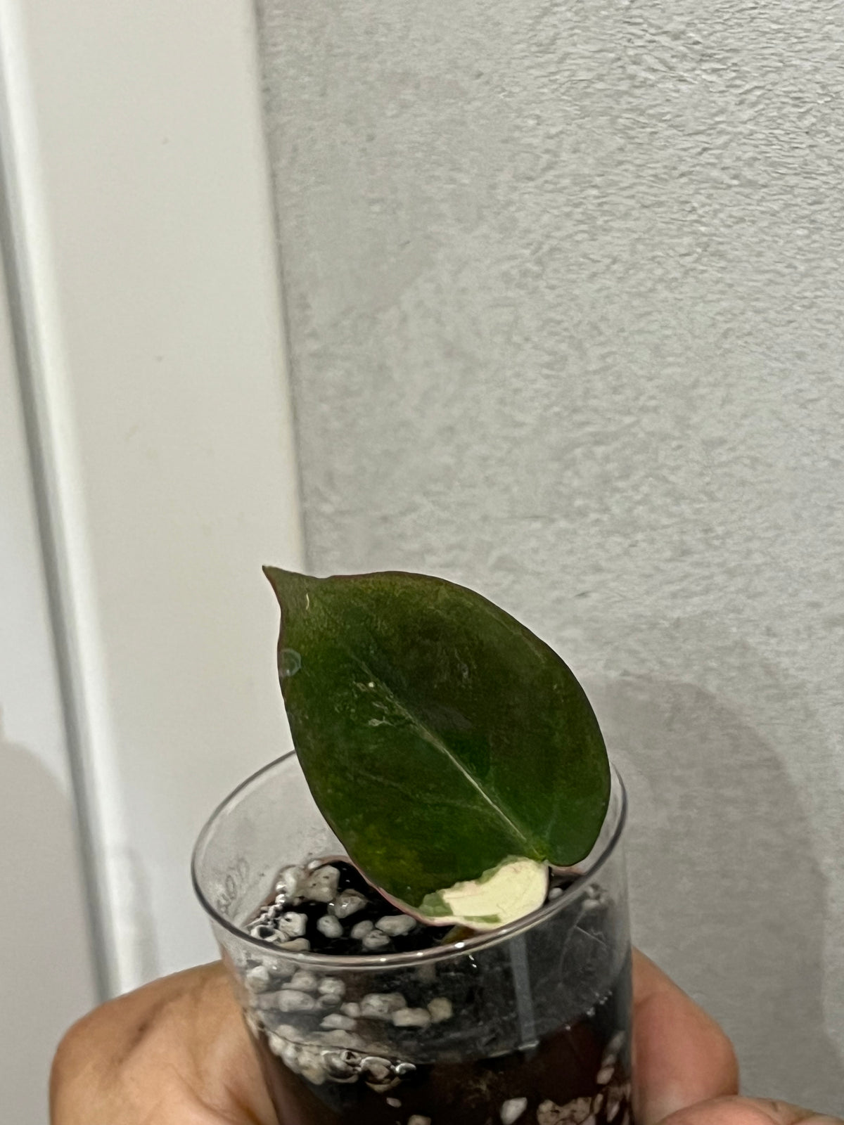 Philodendron micans variegated