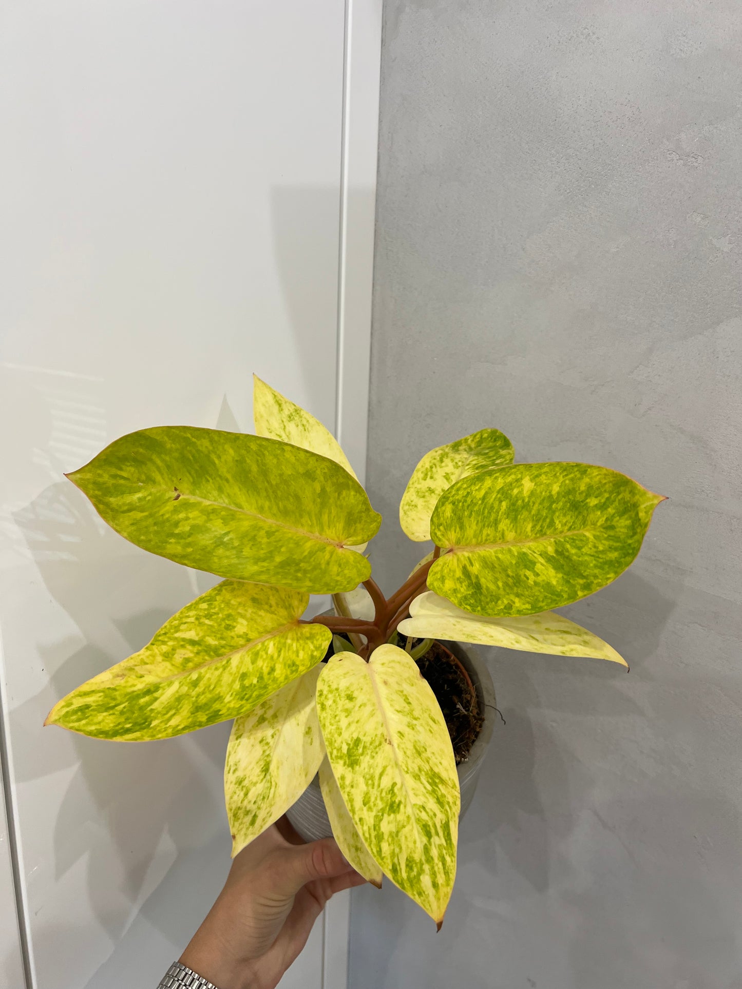 PHILODENDRON PAINTED LADY