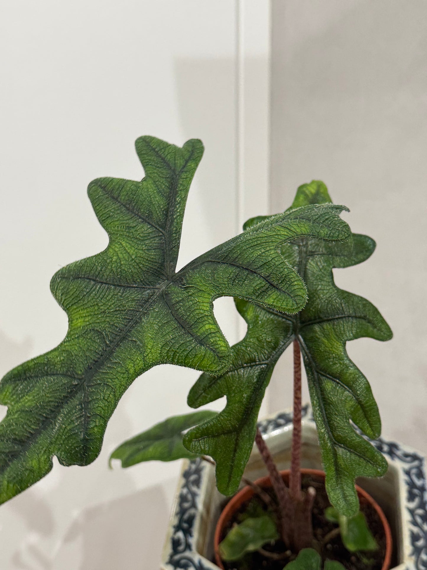 Alocasia jacklyn
