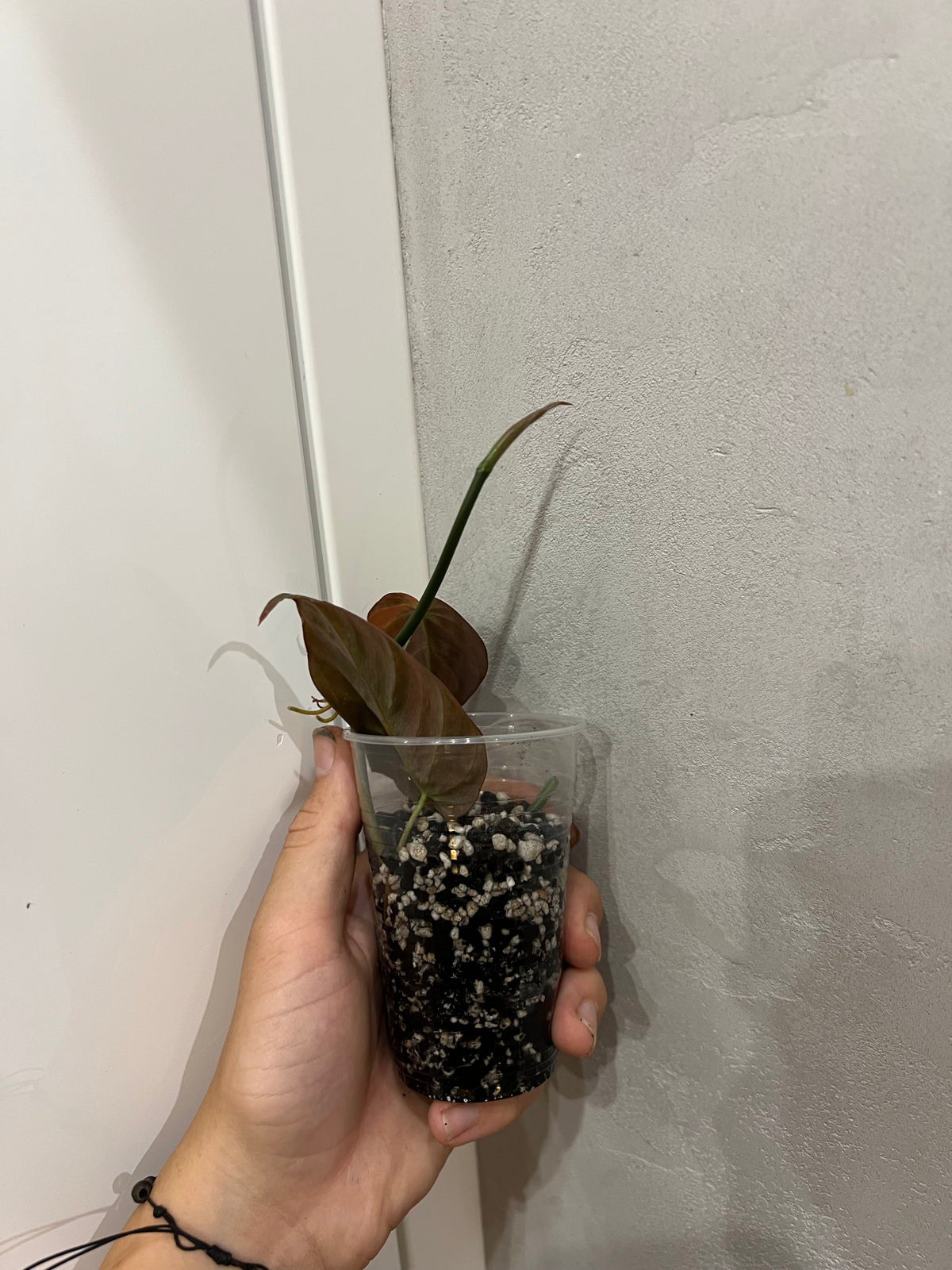 Philodendron micans variegated