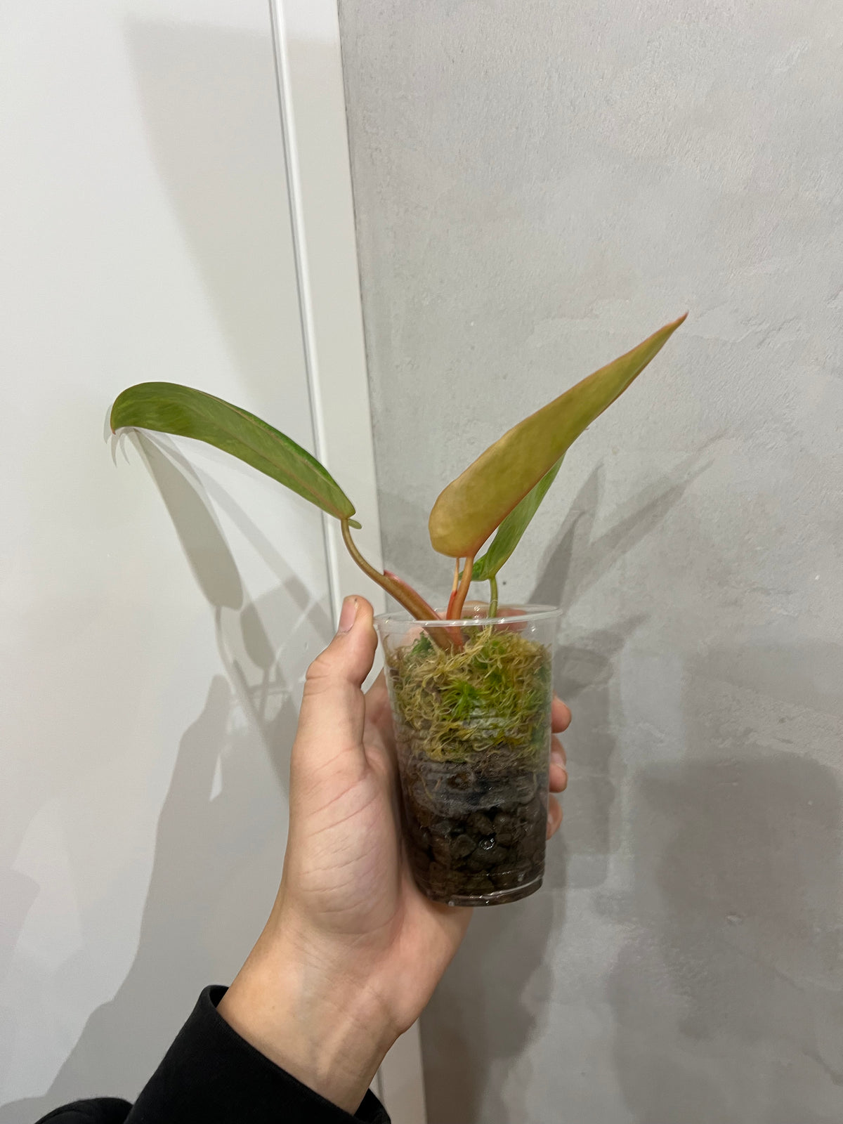 PHILODENDRON PAINTED LADY
