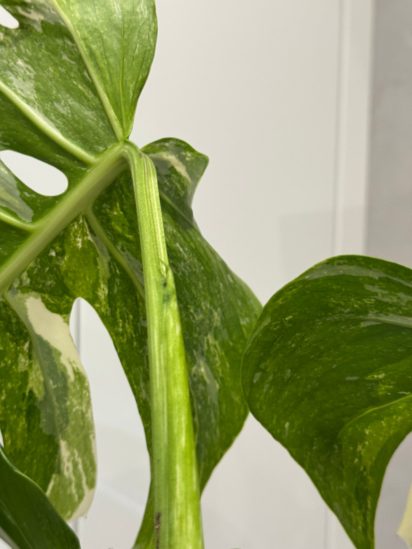 Monstera albo