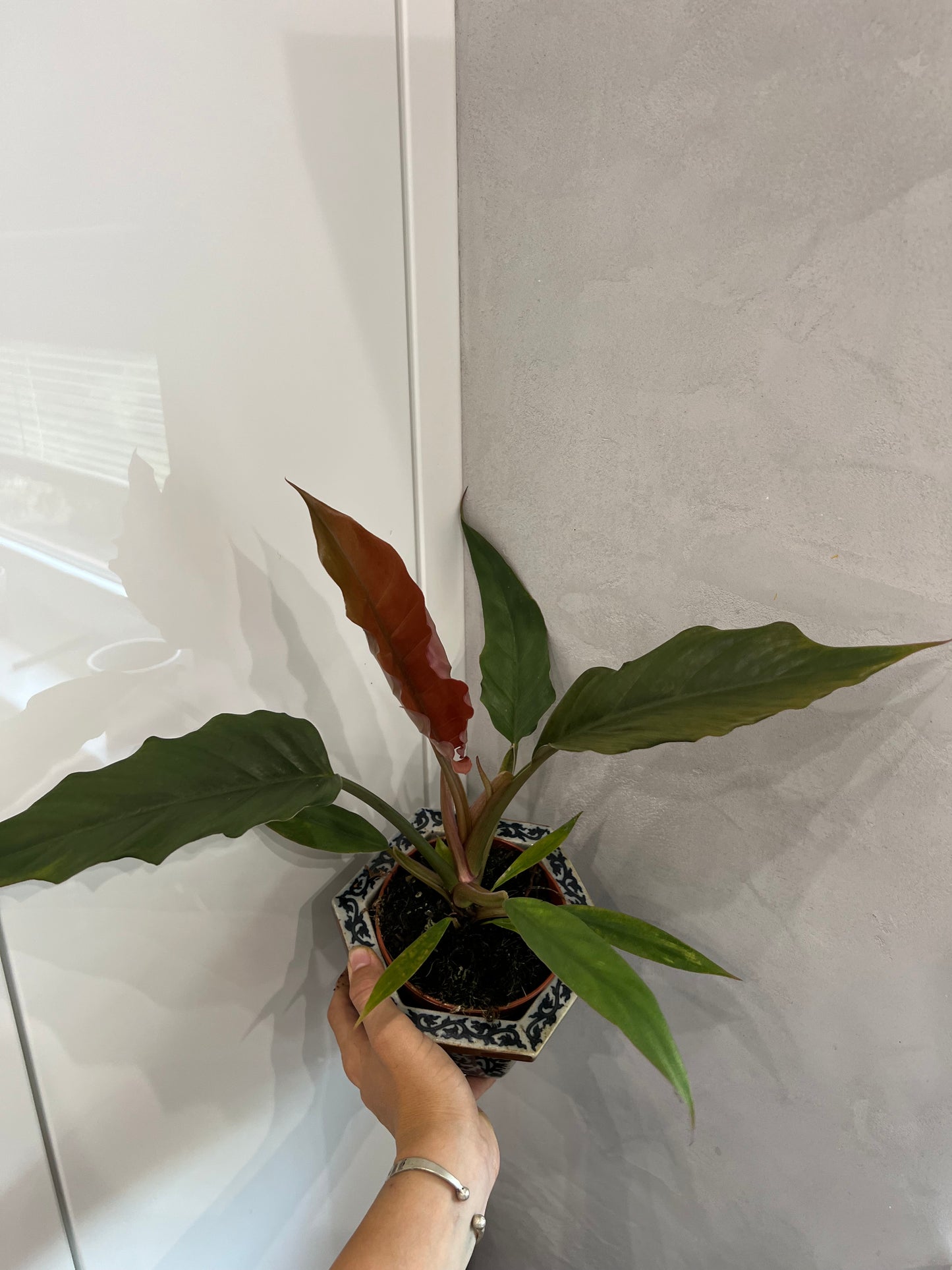 Philodendron Choco empress