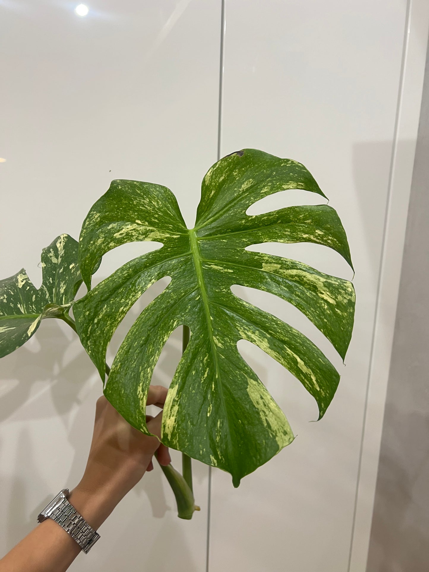 Monstera del mint
